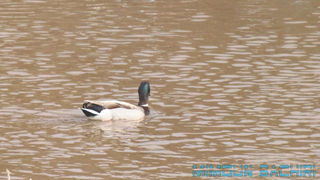Canard colvert